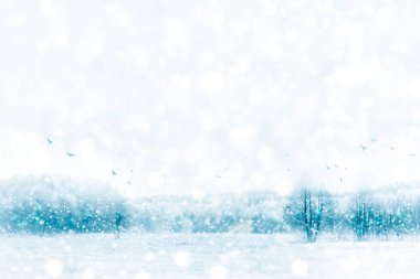 Karla kaplı ağaçlarla donuk kış ormanı.