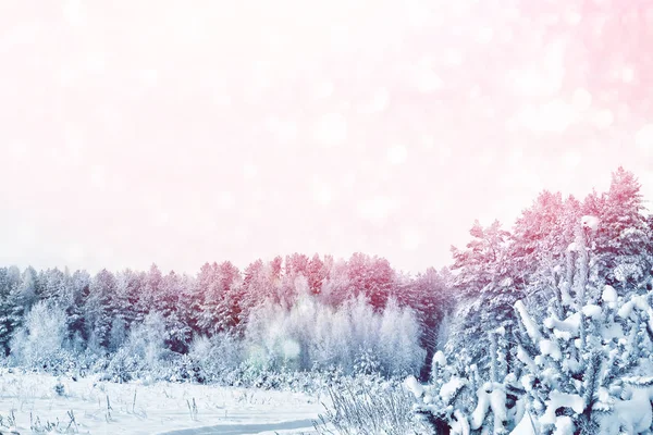 Bosque Invierno Congelado Con Árboles Cubiertos Nieve — Foto de Stock