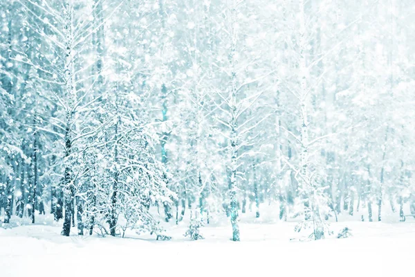 雪に覆われた木々が凍る冬の森 — ストック写真