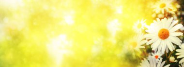 Bulanık. Parlak papatya çiçekler yaz manzara arka plan üzerinde beyaz.