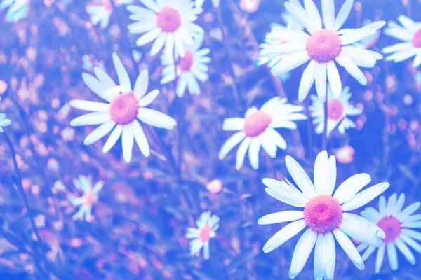 Verschwommen Weiße Helle Gänseblümchenblümchen Auf Einem Hintergrund Der Sommerlandschaft — Stockfoto