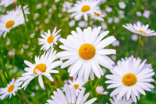 Sfocato Fiori Margherita Luminosi Bianchi Uno Sfondo Del Paesaggio Estivo — Foto Stock