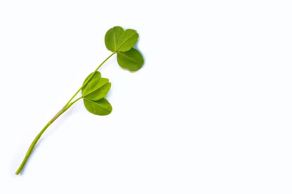 Groene Klaver Vertrekt Geïsoleerd Witte Achtergrond Patrick Van Dag — Stockfoto