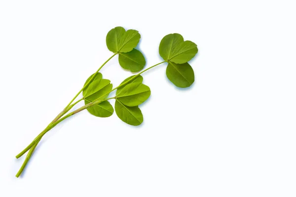 Groene Klaver Vertrekt Geïsoleerd Witte Achtergrond Patrick Van Dag — Stockfoto