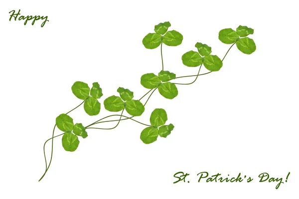 Grüne Kleeblätter Isoliert Auf Weißem Hintergrund Patrick Day — Stockfoto