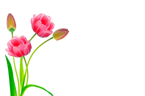 Frühling Blumen Tulpen Isoliert Auf Weißem Hintergrund — Stockfoto