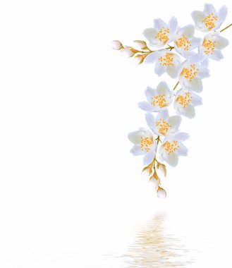 Yasemin çiçekleri beyaz zemin üzerine izole Şubesi재 스민 꽃 흰색 배경에 고립의 지점. 