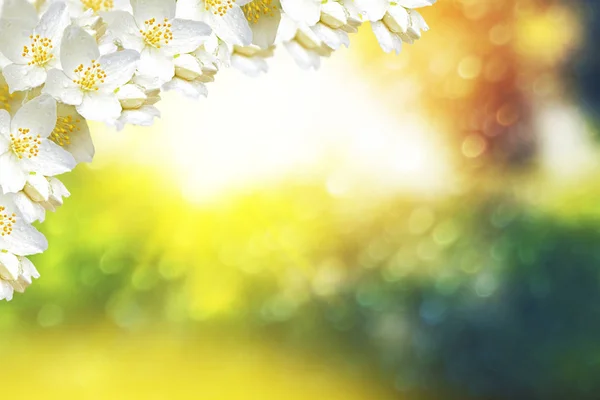 Weißer Jasmin Der Zweig Zarte Frühlingsblumen — Stockfoto
