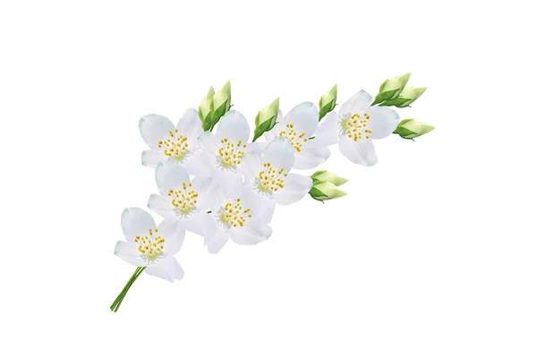 Oddział Jaśminu Kwiaty Białym Tle — Zdjęcie stockowe