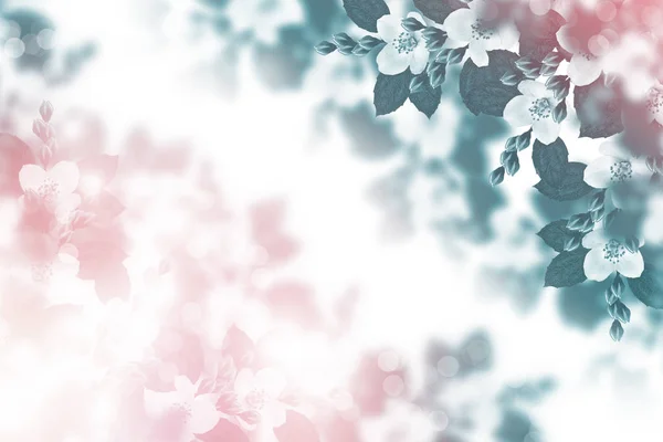 Λευκό Γιασεμί Κλαδί Λεπτά Ανοιξιάτικα Λουλούδια — Φωτογραφία Αρχείου
