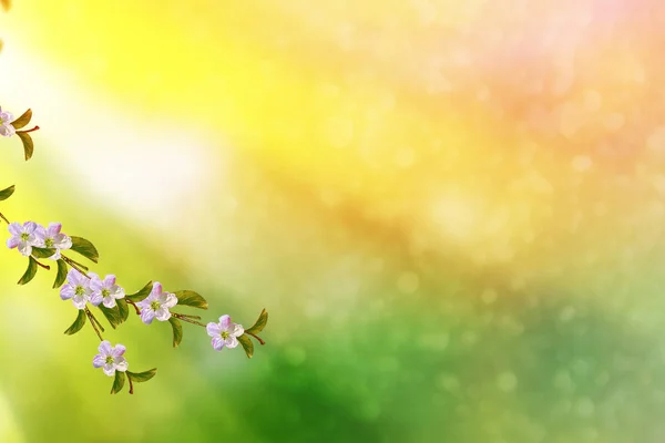 Bloeiende Takkenappel Heldere Kleurrijke Lentebloemen — Stockfoto