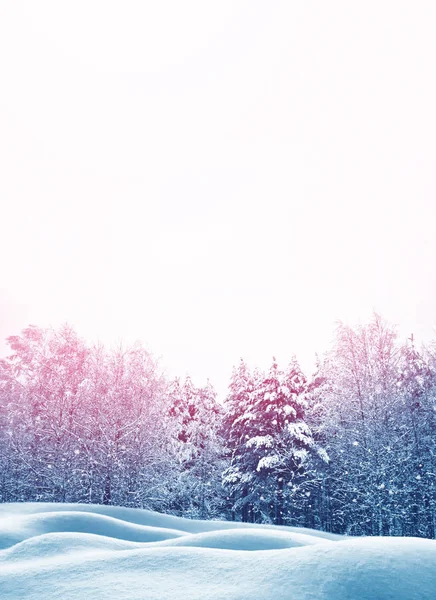 Bevroren Winterbos Met Besneeuwde Bomen — Stockfoto