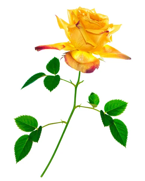 Rosas Flores Sobre Fondo Blanco Flor Amarilla —  Fotos de Stock