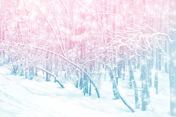 Winter Forest Winter Landscape Snow Covered Trees — Stock Photo, Image