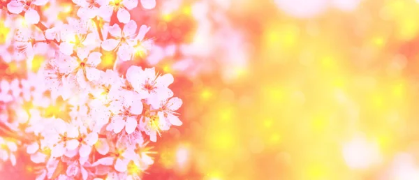 Cereja Ramo Florescente Flores Coloridas Brilhantes Mola Bela Cena Natureza — Fotografia de Stock