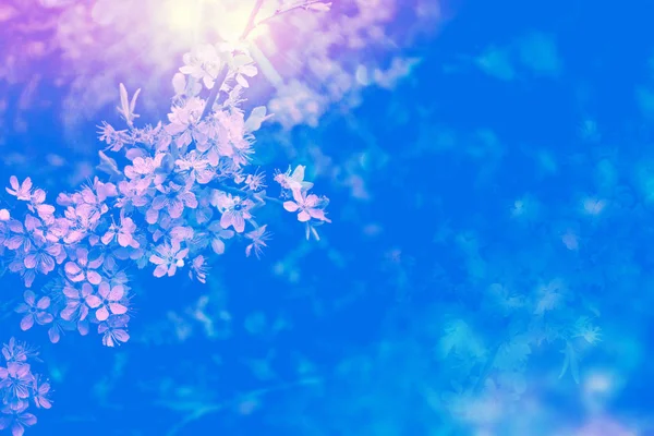 Virágzó Cseresznye Fényes Színes Tavaszi Virágok Gyönyörű Természet Jelenet — Stock Fotó