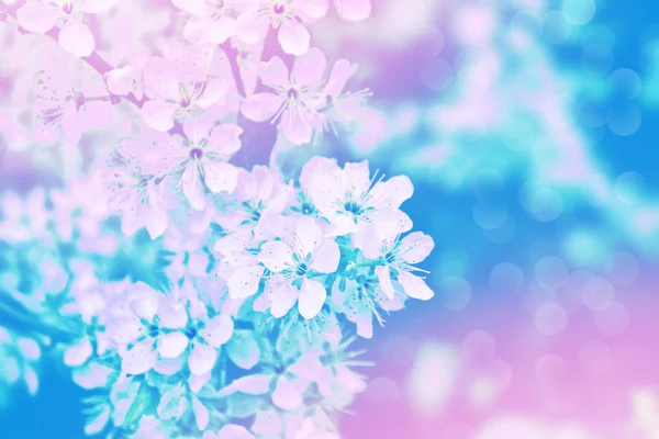 Kwitnąca Gałąź Wiśni Jasne Kolorowe Wiosenne Kwiaty Piękna Scena Natury — Zdjęcie stockowe