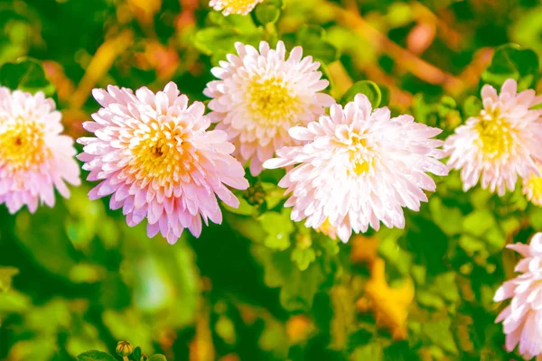 Colorful Chrysanthemum Flowers Background Autumn Landscape — Stock Photo, Image