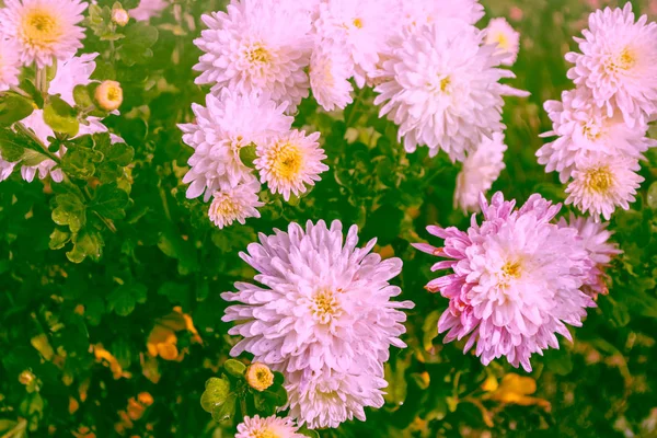 Sonbahar Manzarasının Arka Planında Renkli Kasımpatı Çiçekleri — Stok fotoğraf