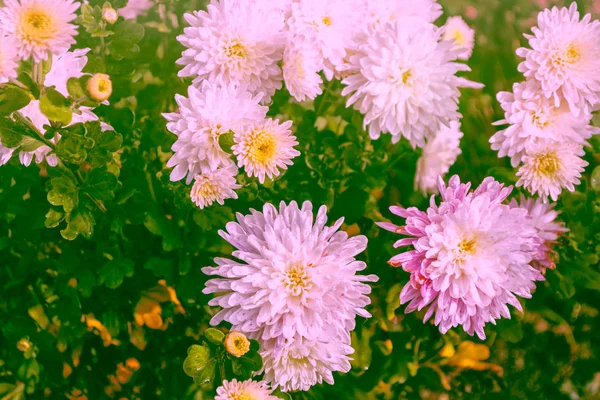 Coloridas Flores Crisantemo Sobre Fondo Del Paisaje Otoñal —  Fotos de Stock