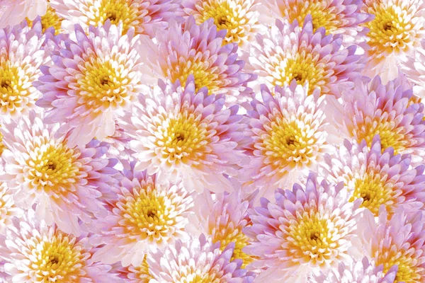 Kolorowe Jesienne Kwiaty Chryzantemy Naturalne Podłoże Kwiatowe — Zdjęcie stockowe