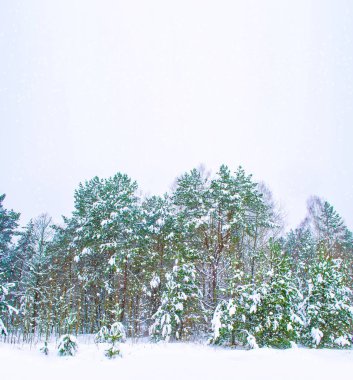 Karla kaplı ağaçlarla donuk kış ormanı.