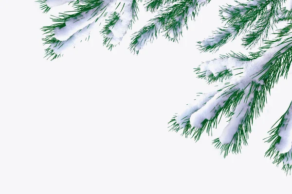 Sneeuw Bedekt Bomen Tak Van Zilverspar Geïsoleerd Witte Achtergrond — Stockfoto