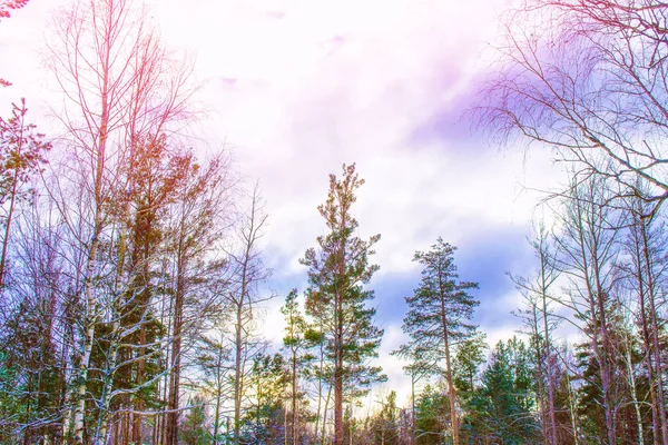 Forêt Hiver Gelée Avec Arbres Enneigés — Photo