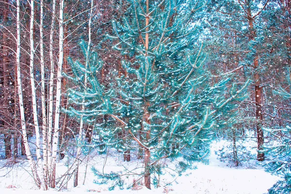 Sfondo Sfocato Foresta Invernale Ghiacciata Con Alberi Innevati — Foto Stock