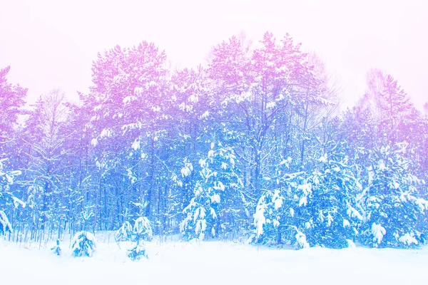 Замороженный Зимний Лес Заснеженными Деревьями — стоковое фото