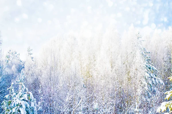 Onscherpe Achtergrond Bevroren Winter Bos Met Besneeuwde Bomen — Stockfoto