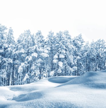 Arka plan bulanık. Karla kaplı ağaçlar donmuş kış ormanı.