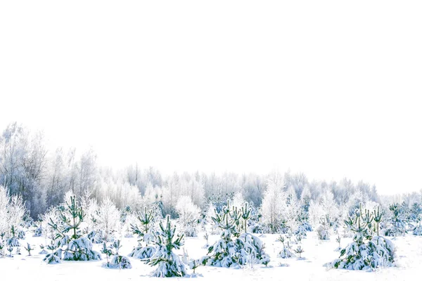 Frozen Winter Forest Snow Covered Trees — Stock Photo, Image