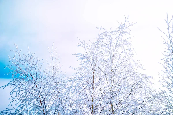 Заморожений Зимовий Ліс Сніговими Деревами — стокове фото
