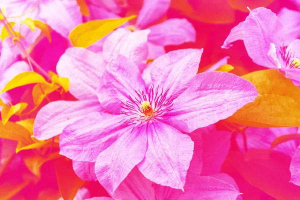 Summer Landscape Colorful Bright Flowers Clematis — Stock Photo, Image