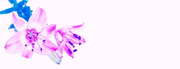다채로운 꽃입니다 — 스톡 사진