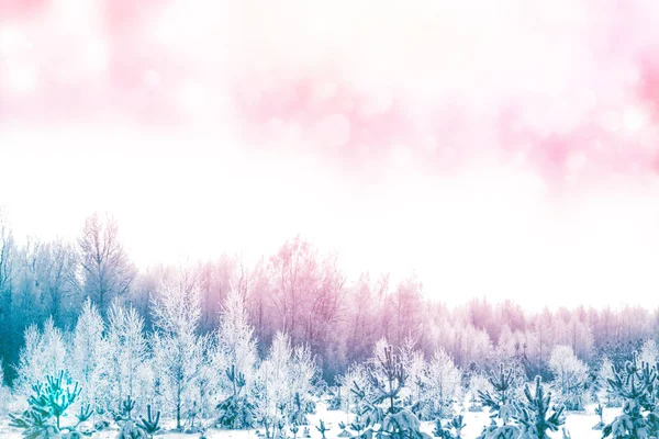 Frossen Vinterskov Med Snedækkede Træer - Stock-foto