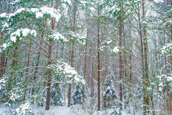 冰雪覆盖的冬季森林 — 图库照片