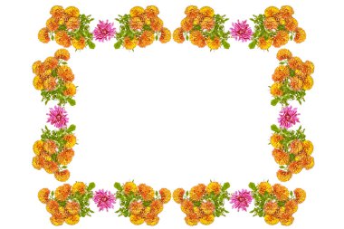 Krizantem beyaz bir arka plan üzerinde renkli sonbahar çiçekler.