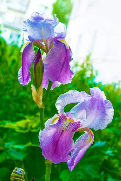 Iris Van Heldere Kleurrijke Bloemen Een Achtergrond Van Het Landschap — Stockfoto
