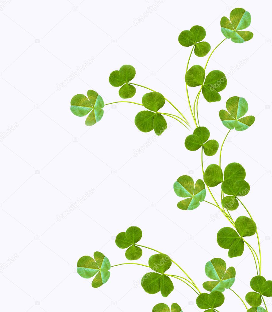 leaf clover on white background. Green foliage. St.Patrick 's Day.