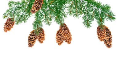 Beyaz bir arka plan üzerinde Noel ağacı dalları kar kaplı.