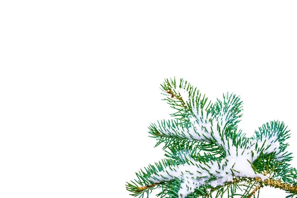 Větve Sněhu Zahrnuty Vánoční Strom Bílém Pozadí — Stock fotografie