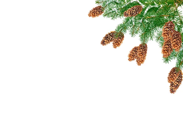 Branches Snow Covered Christmas Tree White Background — Stock Photo, Image