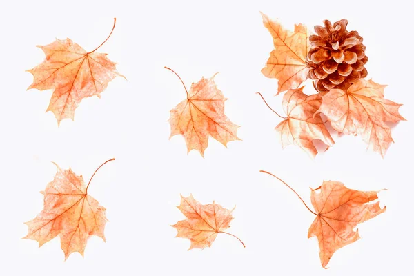 Heldere Kleurrijke Herfstbladeren Een Witte Achtergrond — Stockfoto