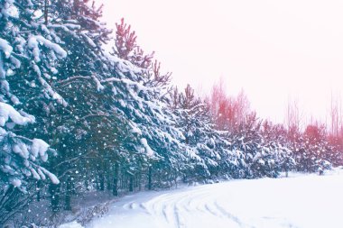 Karla kaplı ağaçlarla donuk kış ormanı.
