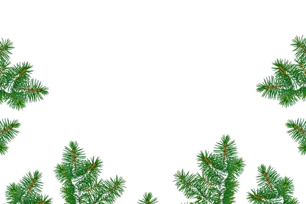 눈 덮여 트리 크리스마스 나무의 가지 — 스톡 사진