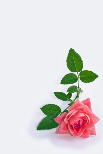 Bright Colorful Flower Rose Natural Floral Background — Stock Photo, Image