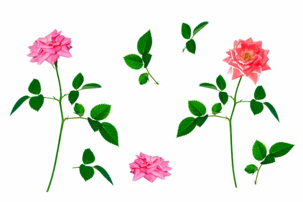 Μπουμπούκι Τριαντάφυλλα Λευκό Φόντο — Φωτογραφία Αρχείου