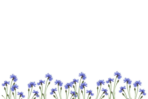 Wild Blomma Blåklint Isolerad Vit Bakgrund — Stockfoto